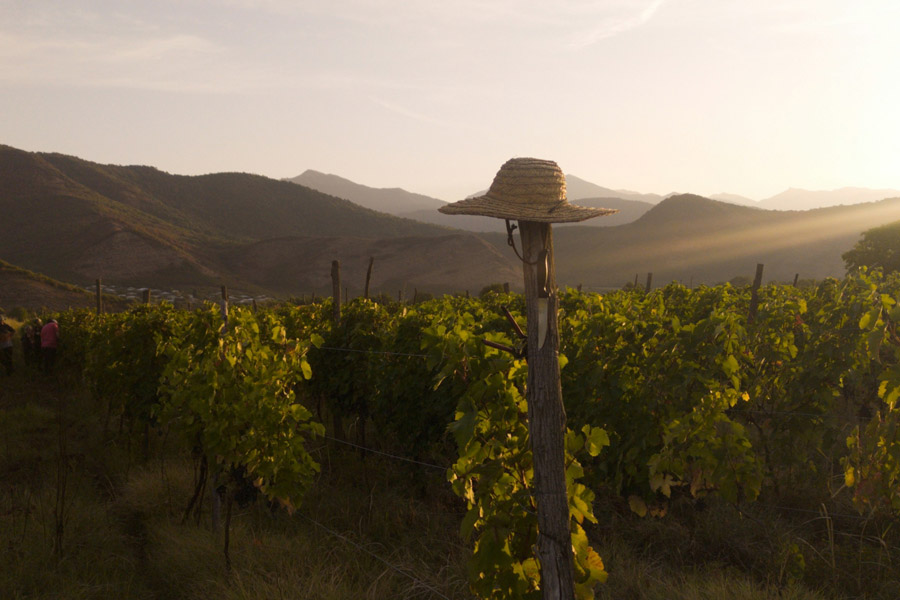 Weinregion Kachetien