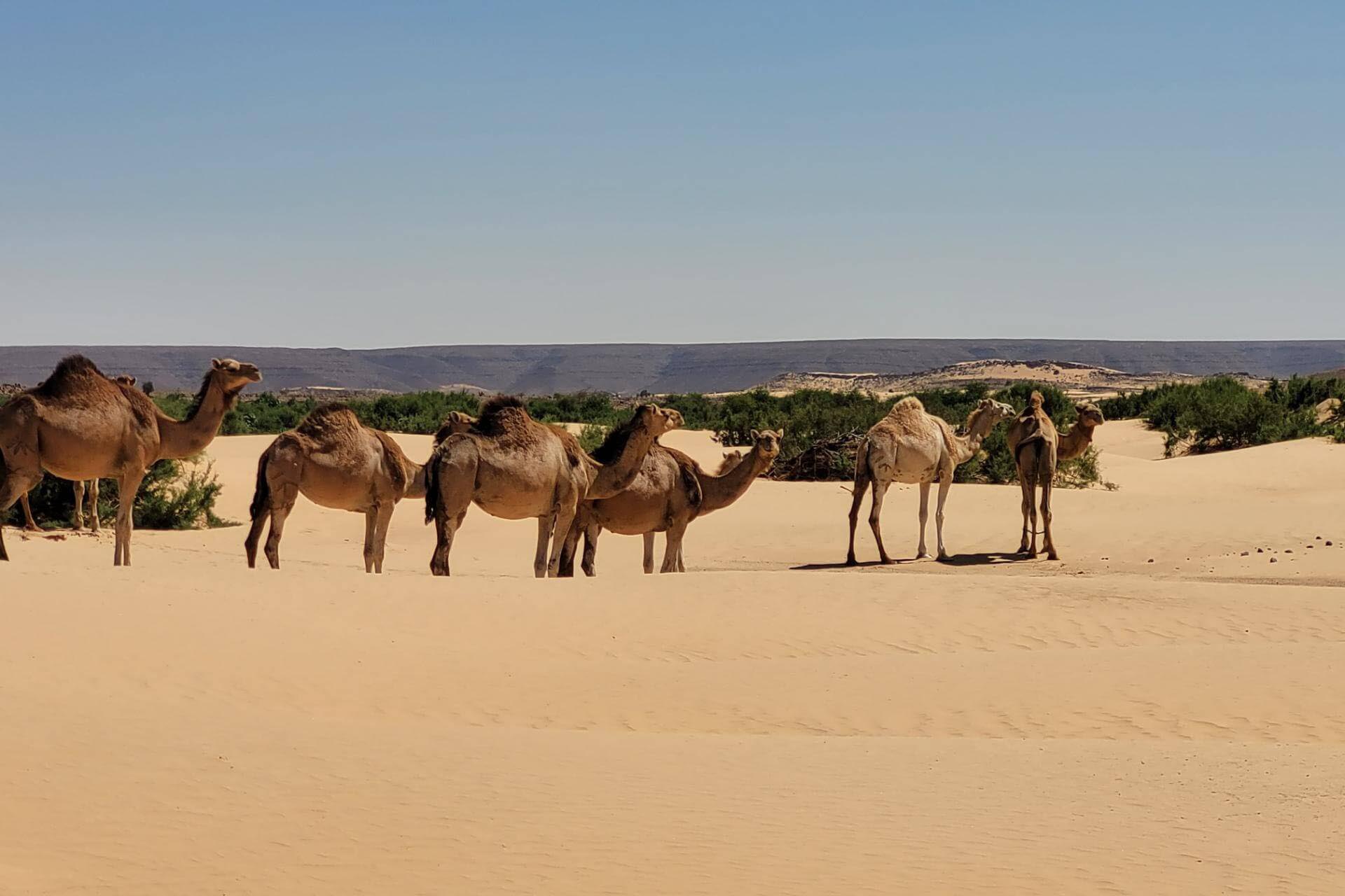 Mauritania Scout Tour